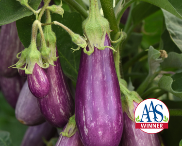 Fairy Tale Hybrid Eggplant Seeds